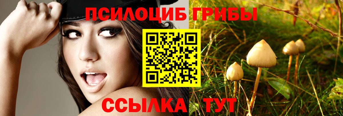 Касимов  купить  цена  Вход с VPN  Псилоцибиновые грибы Magic Shrooms 